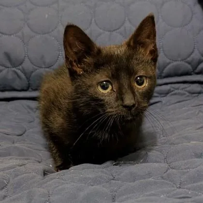 Madame Ophelia Nightbean thumbnail 2