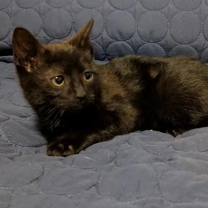 Madame Ophelia Nightbean thumbnail 5