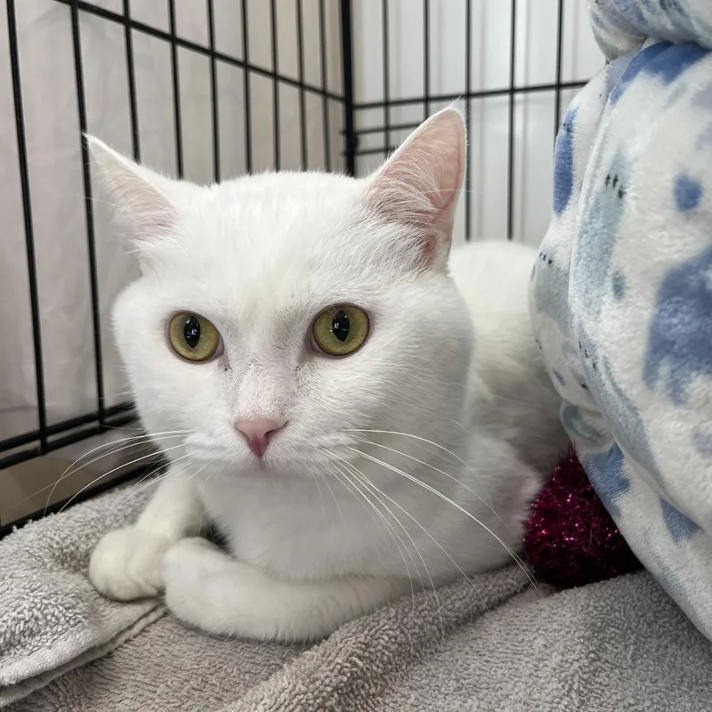 An adult medium-sized male White Domestic Short Hair cat named Menace for adoption in Bedford, NH