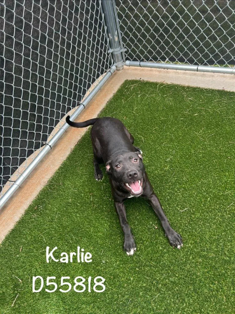A baby medium-sized female Mixed Breed dog named Karlie for adoption in Clarksville, TN