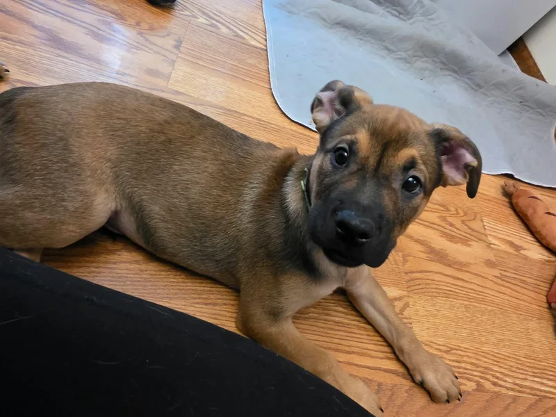 A baby medium-sized male Brown / Chocolate Boxer dog named Gruber for adoption in Minneapolis, MN