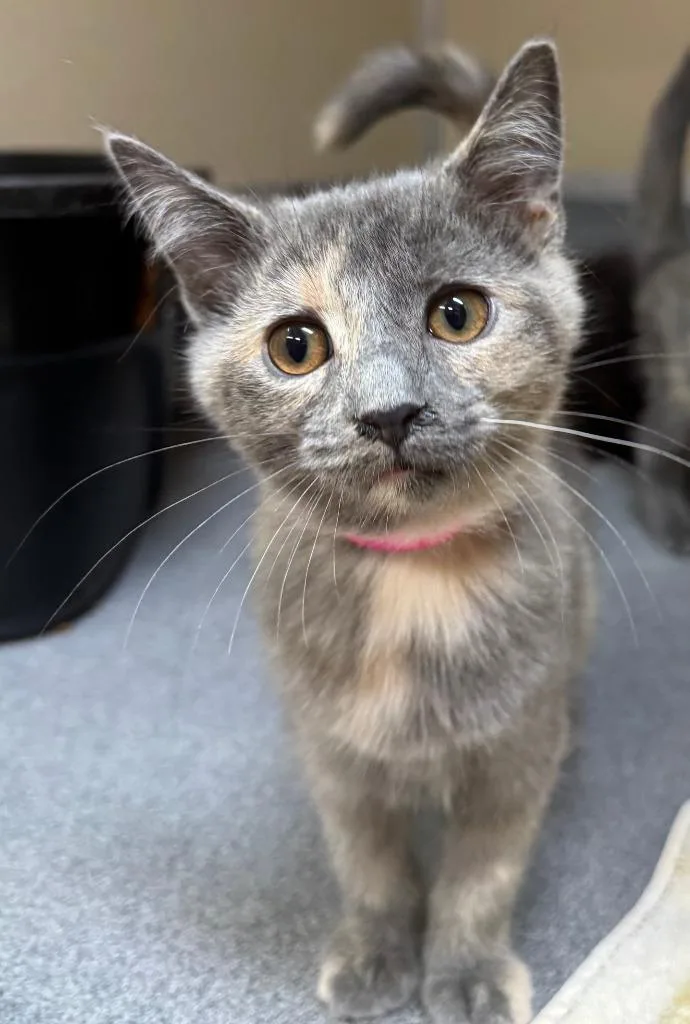 A baby medium-sized female Dilute Tortoiseshell Domestic Short Hair cat named Dorothy for adoption in Tomah, WI