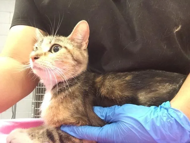 An adult small-sized female Domestic Short Hair cat named Klamath for adoption in Thousand Palms, CA