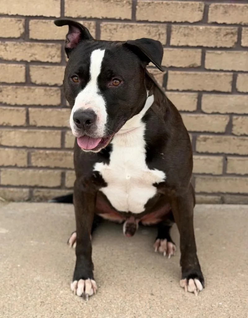 An adult large-sized male Black Mixed Breed dog named Chubs for adoption in Columbus, NE
