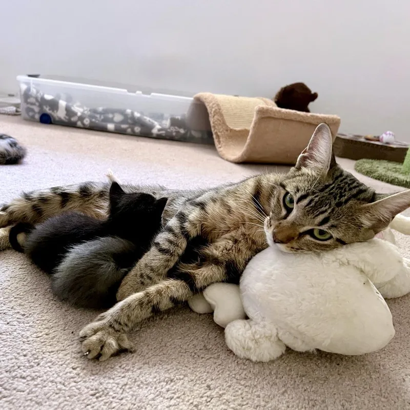 A young medium-sized female Brown / Chocolate Domestic Short Hair cat named Chrysanthemum for adoption in Austin, TX