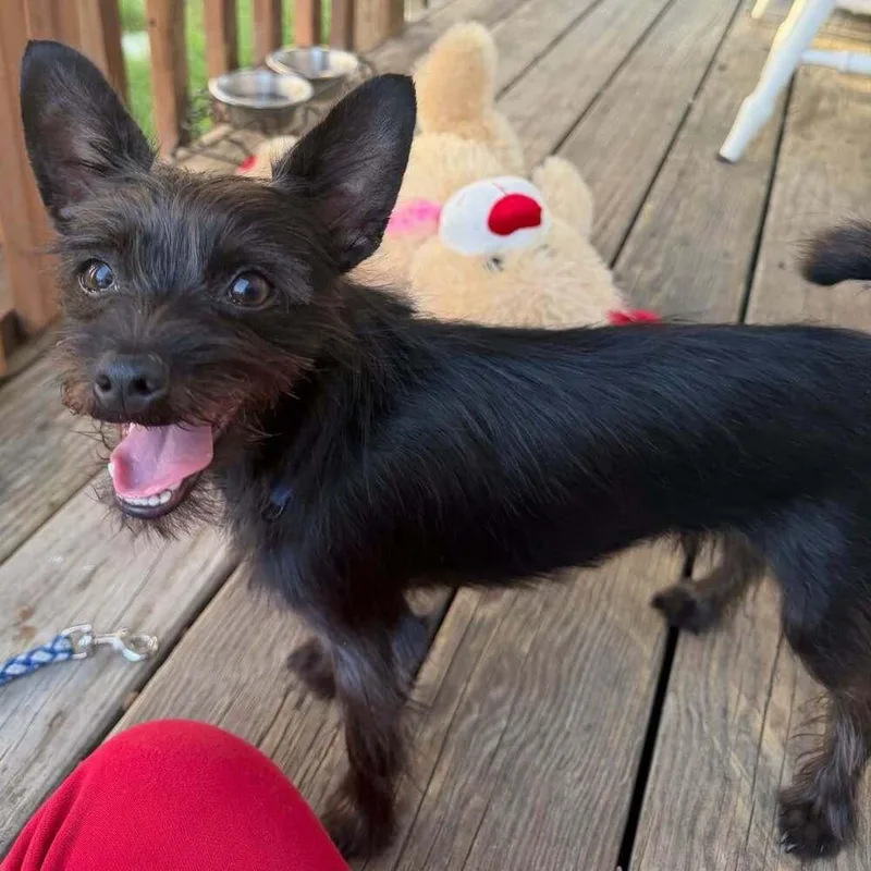 A baby small-sized male Chihuahua dog named Toby for adoption in Woodbridge, VA