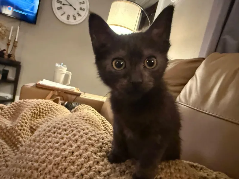 A baby medium-sized female Black Domestic Short Hair cat named Blarney for adoption in Sioux City, IA