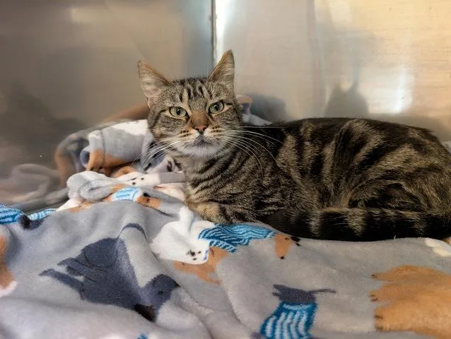 An adult medium-sized female Tabby (Brown / Chocolate) Domestic Short Hair cat named Lentil for adoption in Portland, OR