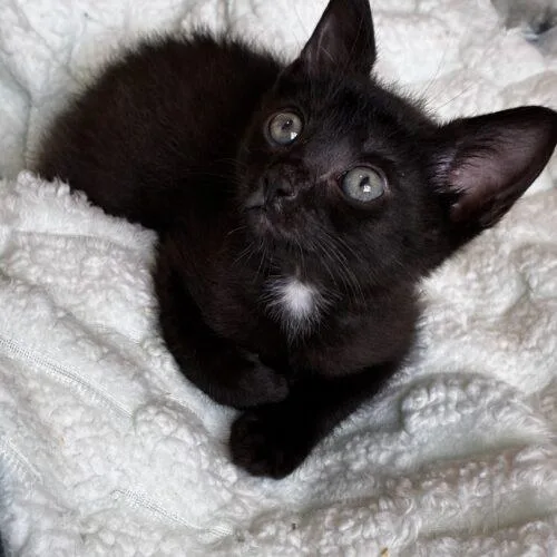 A baby small-sized female Black Domestic Short Hair cat named Tuesday for adoption in Tampa, FL