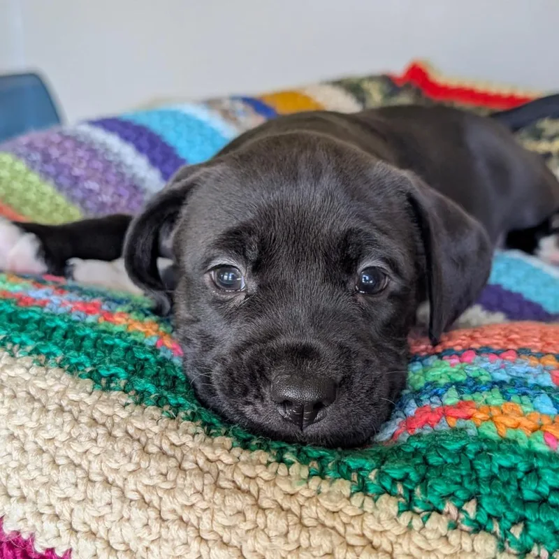 Mabry_Pup