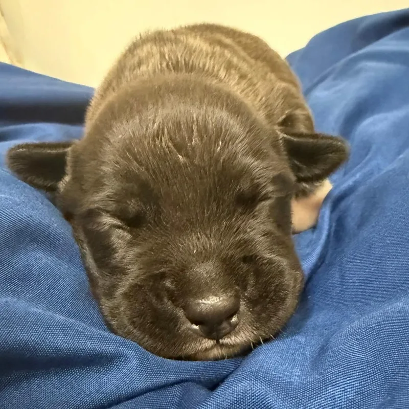 Mabry_Pup thumbnail 3