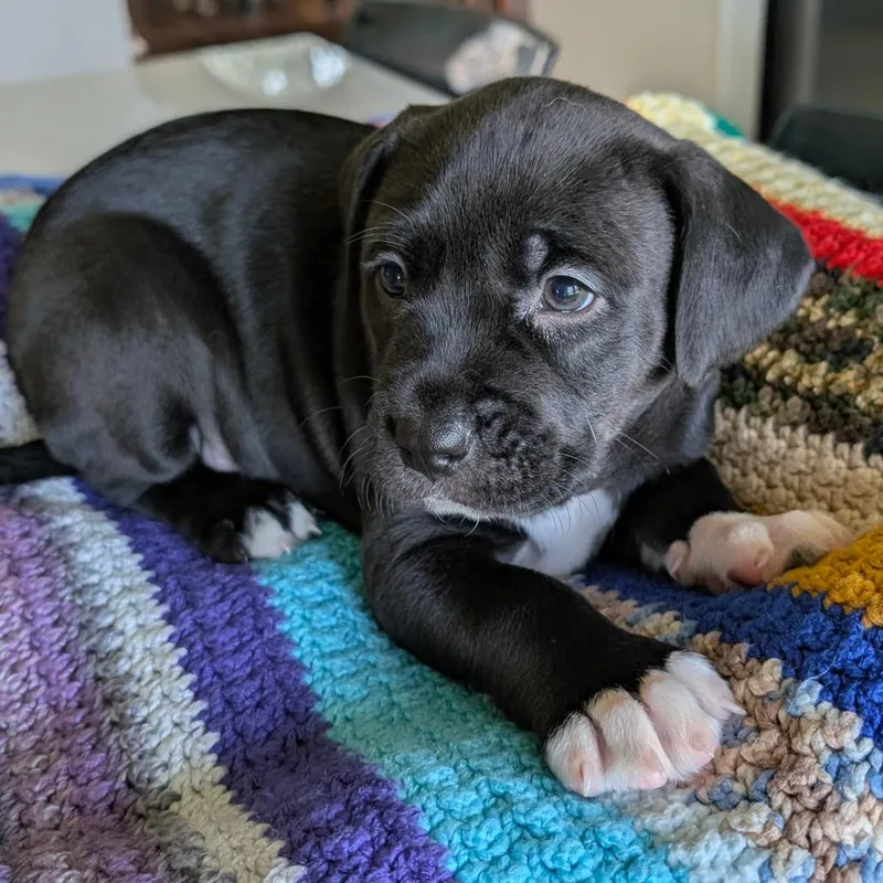 Mabry_Pup thumbnail 4