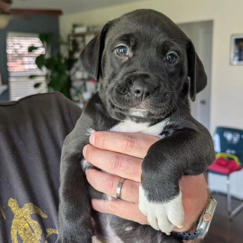 Mabry_Pup thumbnail 5
