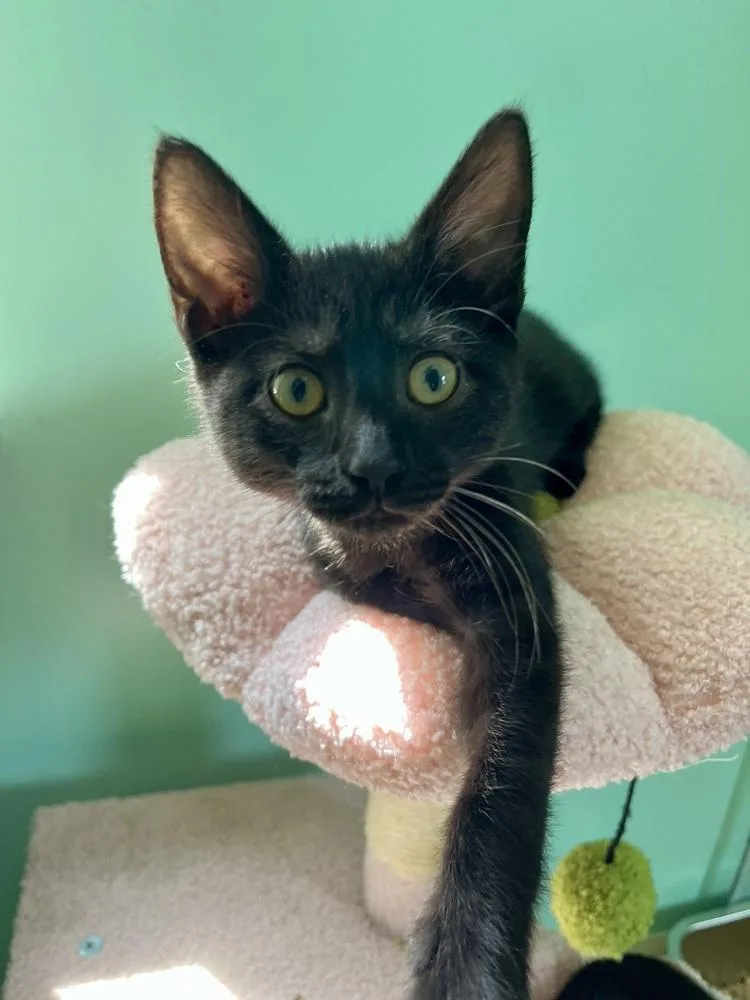 A baby medium-sized female Black Domestic Short Hair cat named Wednesday for adoption in Emerald Isle, NC