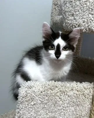 A baby small-sized male Domestic Short Hair cat named Toad for adoption in Washington, DC