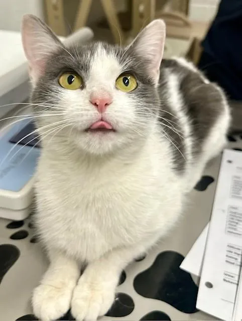 A young medium-sized female Domestic Short Hair cat named Nanda for adoption in Derwood, MD