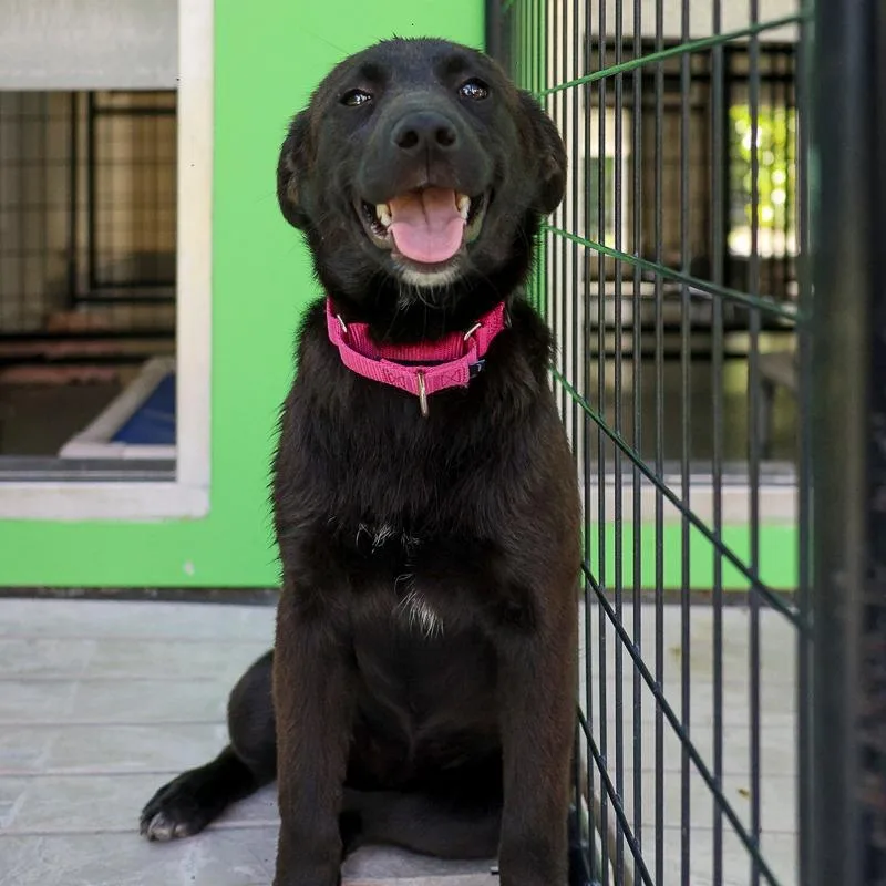 A young medium-sized female Black Retriever dog named Lickerish for adoption in Bradenton, FL