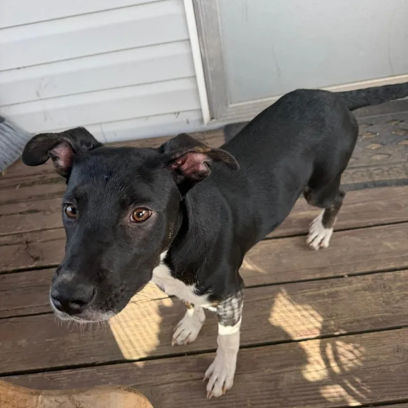 A young medium-sized male Black Mixed Breed dog named Buddy for adoption in Floresville, TX