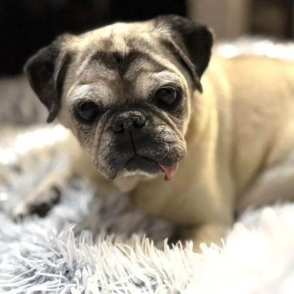 A senior small-sized female Yellow / Tan / Blond / Fawn Pug dog named Agnes for adoption in Alvin, TX