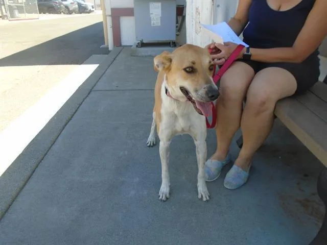 A young medium-sized female Australian Cattle Dog / Blue Heeler dog named Skye for adoption in Fairfield, CA