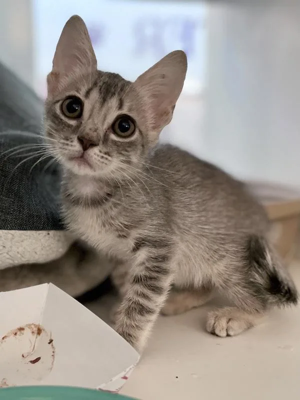 A baby small-sized female Domestic Short Hair cat named Sweater Weather for adoption in Austin, TX