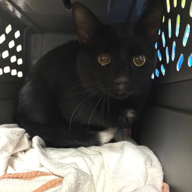 An adult large-sized male Black Domestic Short Hair cat named Jinx for adoption in Harrisonburg, VA