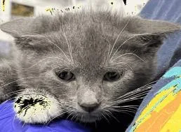 A baby small-sized male Domestic Short Hair cat named Jim for adoption in Largo, FL