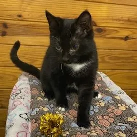 Gunner  Energetic  thumbnail 2