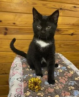 Gunner  Energetic  thumbnail 3