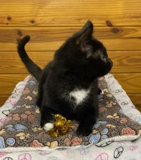 Gunner  Energetic  thumbnail 4