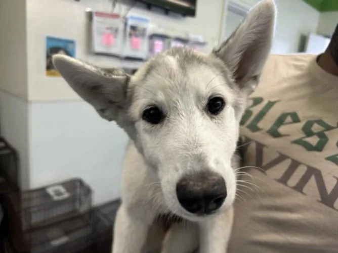A baby small-sized female Siberian Husky dog named A for adoption in Los Angeles, CA