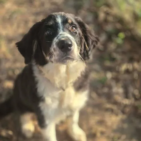 A baby medium-sized male Aussiedoodle dog named Max for adoption in Dover, AR