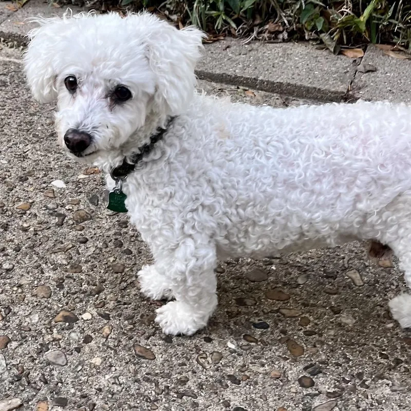 A senior small-sized male White / Cream Poodle dog named Milo West for adoption in Houston, TX