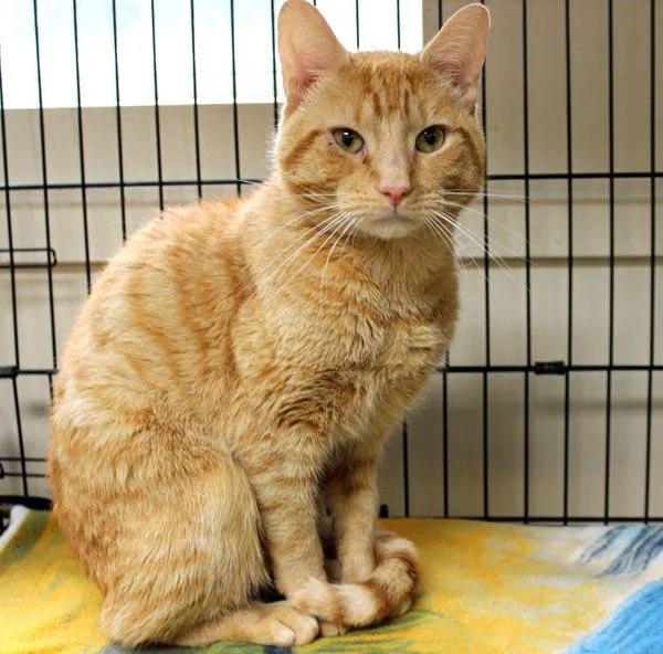 An adult medium-sized male Orange / Red Domestic Short Hair cat named Rufus for adoption in Mansfield, MA