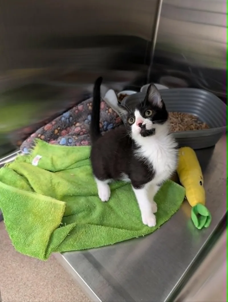 A baby medium-sized female Black & White / Tuxedo Domestic Short Hair cat named Harriet for adoption in Chambersburg, PA