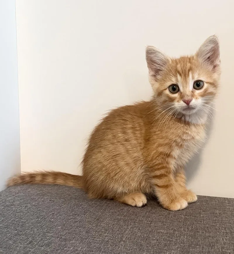 A baby small-sized male Tabby (Orange / Red) Domestic Short Hair cat named Waylon for adoption in Rochester, IN