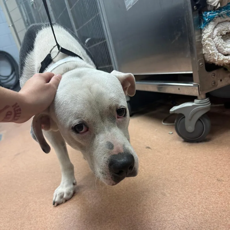 A young large-sized male Gray / Blue / Silver Mixed Breed dog named Big Head for adoption in Columbus, GA