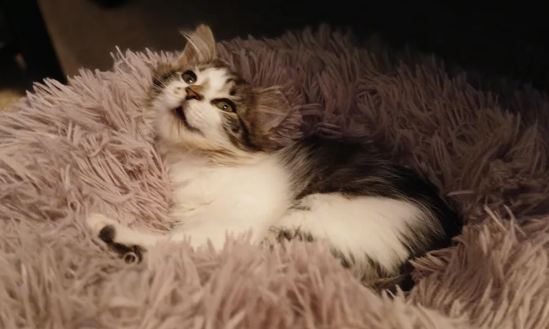 Finnegan