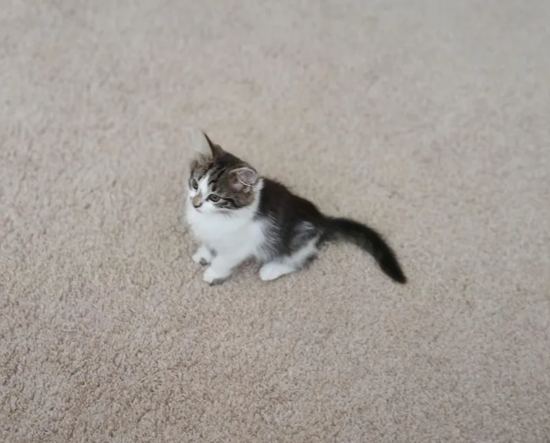 Finnegan thumbnail 2