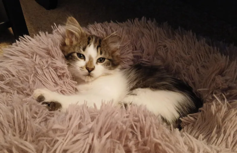 Finnegan thumbnail 3