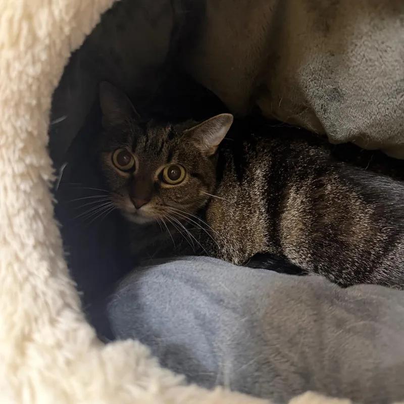 A senior medium-sized female Black Domestic Short Hair cat named Scout for adoption in Perkiomenville, PA