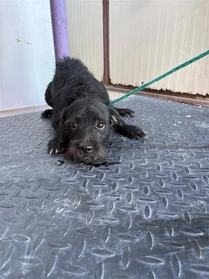 An adult small-sized male Black Terrier dog named 61586074 for adoption in El Paso, TX