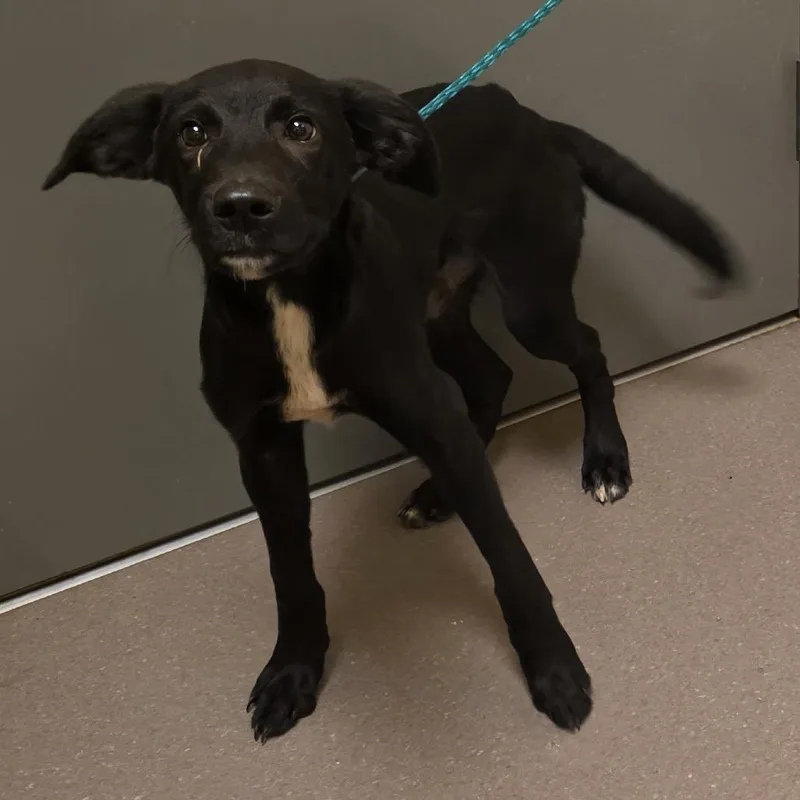 A baby medium-sized male Labrador Retriever dog named Webster for adoption in Norman, OK
