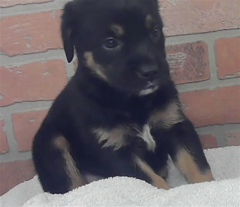 A baby small-sized female German Shepherd Dog dog named Rachel for adoption in Houston, TX