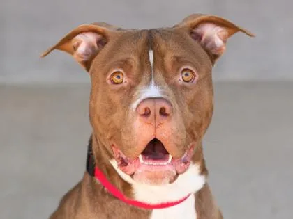An adult large-sized male Mixed Breed dog named Bronx for adoption in Longmont, CO