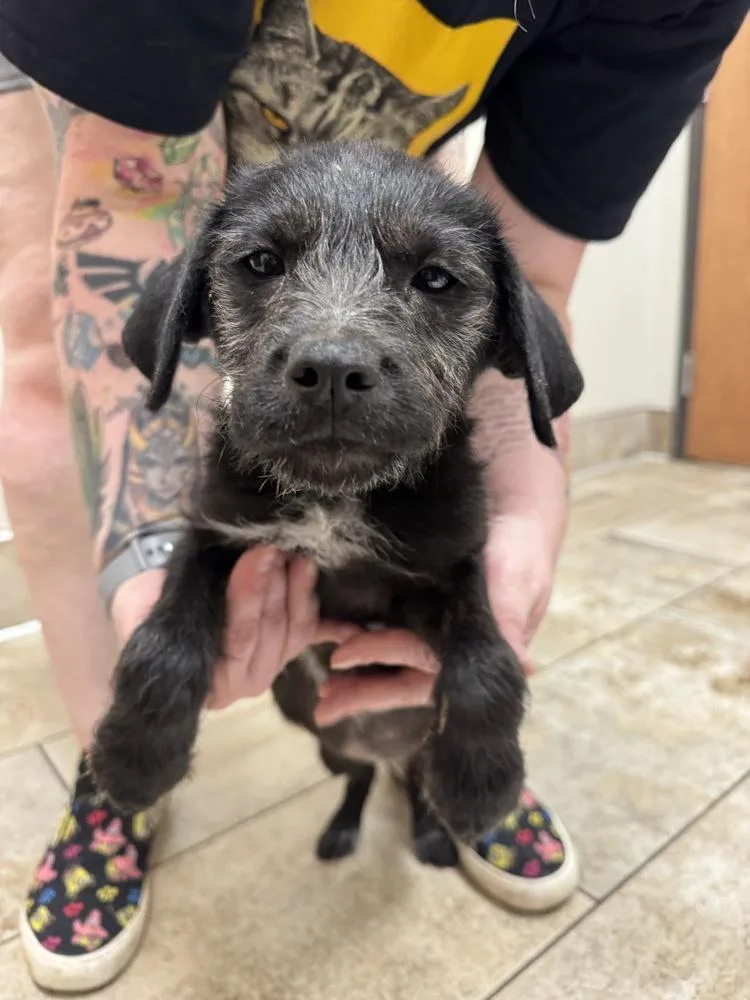 A baby medium-sized female Black Terrier dog named Fuji for adoption in Vancouver, WA