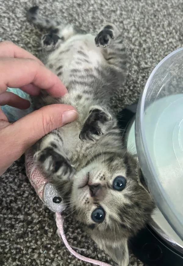 A baby small-sized female Domestic Short Hair cat named Canary Violet for adoption in Salt Lake City, UT
