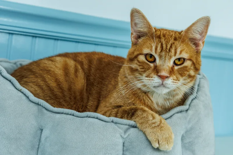 An adult large-sized male Tabby (Orange / Red) Domestic Short Hair cat named Aires for adoption in Chester Springs, PA