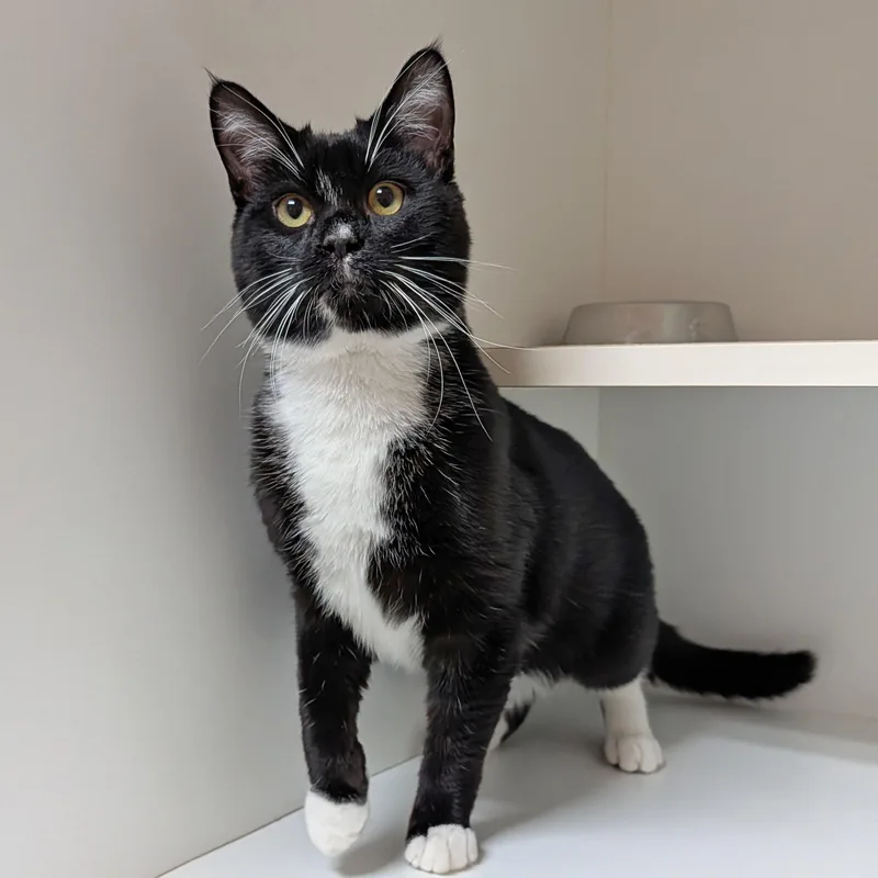 Mr. Mistoffelees thumbnail 4