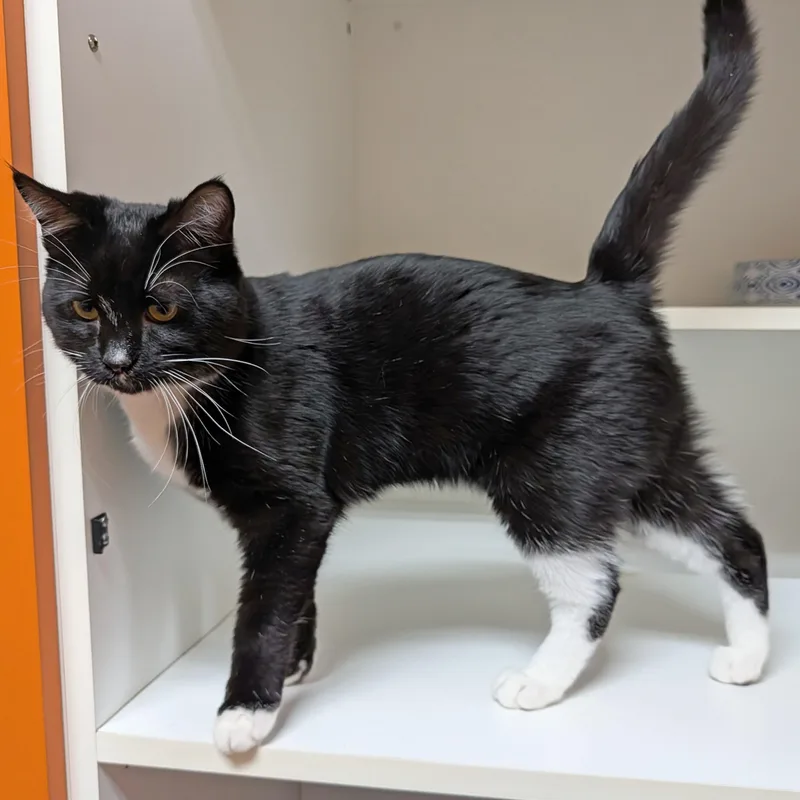 Mr. Mistoffelees thumbnail 5